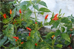 Capsicum annuum